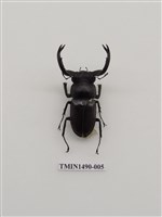 藏品(鹿角鍬形蟲)的圖片